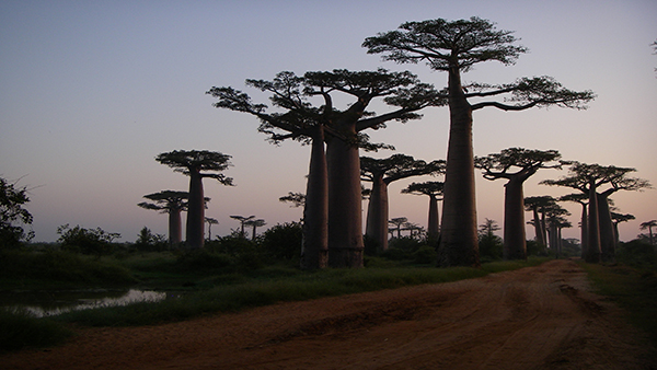 Ambiente e bellezza: 5 alberi per 5 consigli beauty di Treedom e Abiby
