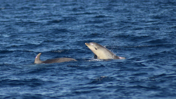 Golfo dei Delfini, censimento fotografico dei delfini 