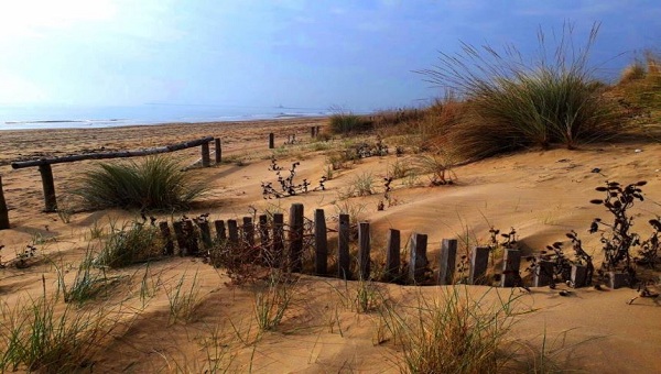 biodiversità dune