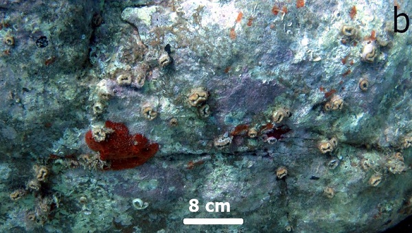 accumulo inquinanti nei coralli