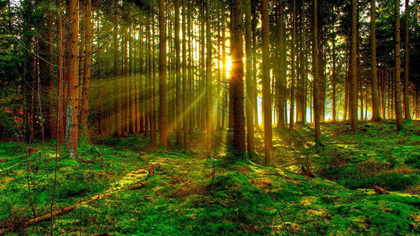 FIPER: nuova legge di Riforma forestale: priorità gestione attiva e razionale del patrimonio forestale