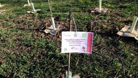 Earth Day. Da PEFC e Rete Clima cento nuovi alberi per il Parco Nord di Milano