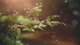 Albero di Natale, PEFC: La scelta più sostenibile resta l'albero vero