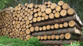 commercio legno riciclo rilegno