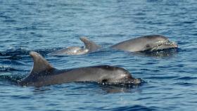 Giornata Mondiale degli Oceani,  Delfini Metropolitani
