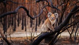 estinzione koala