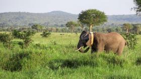 monitoraggio degli elefanti