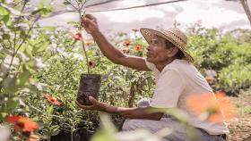 progetti di piantagione tra Guatemala, Perù, Argentina e Italia