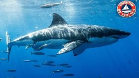 tutela degli squali