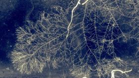 Biologia. Scoperta la 'Wood Wide Web': la rete fungina vive in simbiosi con le piante e le nutre, ma ha vita propria e indipendente