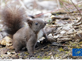 Biodiversità forestale: il felice ritorno dello scoiattolo rosso torna nell'area di Perugia