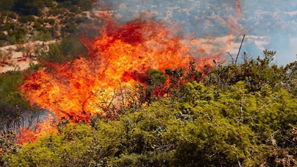 Arbusti in fiamme durante un incendio in Spagna - Concessione di M. Jaime Baeza