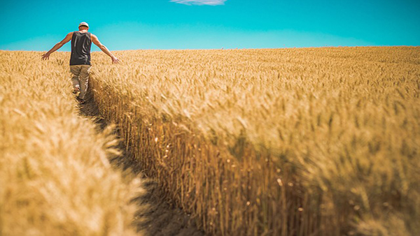 agricoltura [Foto di Pexels da Pixabay]