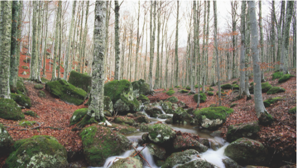 foreste gestite in modo sostenibile in Italia