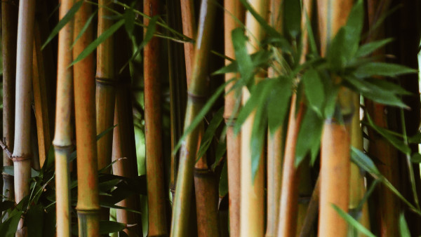 Banca Ossigeno, bambù