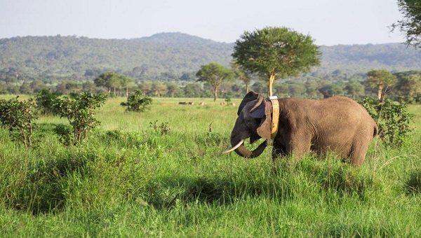 monitoraggio degli elefanti