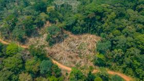 Giornata mondiale della Foresta pluviale