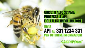 Giornata mondiale delle api: Greenpeace rilancia le food forest urbane
