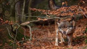 Parco dello Stelvio, biodiversità