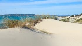 Spiagge, dune, ENEA
