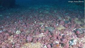 alghe coralline