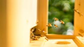  Adotta un alveare, apicoltura sostenibile