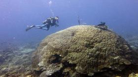 CNR la strategia di sopravvivenza dei coralli tropicali ai cambiamenti climatici