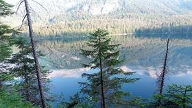 Ambiente e Salute: l'aria della foresta diminuisce l'ansia