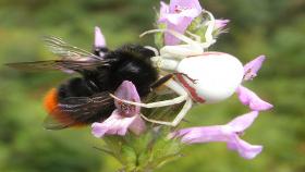 Ragno granchio che ha appena catturato un bombo appostato nelle vicinanze dei fiori