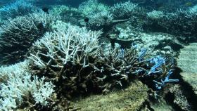 sbiancamento,  barriera corallina