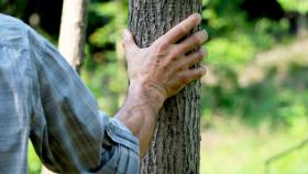 Giornata nazionale degli alberi