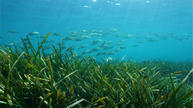 Posidonia