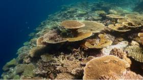 Scogliera corallina, cambiamenti climatici