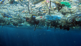 inquinamento microplastiche