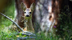 comunicazione della natura e del paesaggio