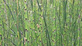 green economy