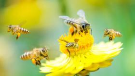 Giornata mondiale della biodiversità