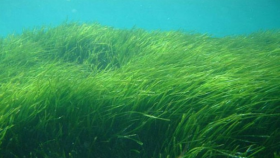 Posidonia oceanica