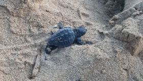 tartrughe Caretta caretta