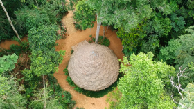 polmone verde del pianeta, Sos Amazzonia