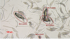 Cnr, microplastiche 