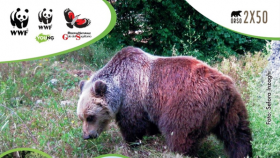 Orso bruno marsicano, Wwf