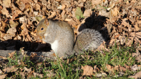 Rapporto ISPRA sulla biodiversità in Italia