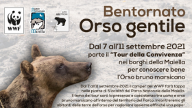 Bentornato orso gentile