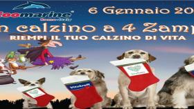 Un Calzino a 4 zampe: evento a Zoomarine per il riciclo e riuso degli per pet accessori agli animali dei rifugi.