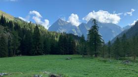 L’Energia del Bosco