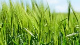 agricoltura