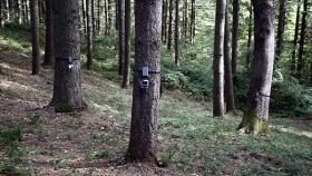 Anche gli alberi parlano con l'Internet of Things