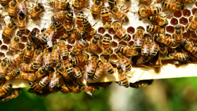 Salvaguardia ambientale, energia green, api