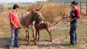 asini amiantini con studenti del Dipartimento di Scienze Veterinarie dell’Università di Pisa